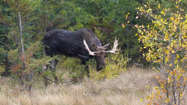 Close up of a large brown moose with huge antlers standing in forest free in nature grazing on some green shrubs staring at the camera while white snow flakes are falling at the beginning of winter
