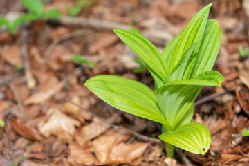 Weißer Germer auf Waldboden im Frühling