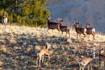 Morning Sun Deer Herd