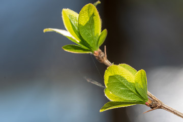 frisch aufgeblühte Knospen auf Ast im Frühjahr