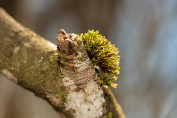 Moos auf Baum