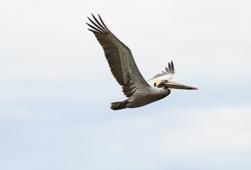 Fototapeta na wymiar Pelican Diving Flying