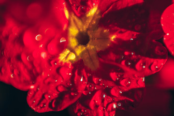 Primrose Primula with red flowers. Inspirational natural floral spring or summer blooming garden or park under soft sunlight and blurred bokeh background. Colorful blooming ecology nature landscape