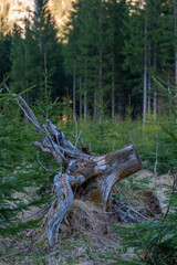 Fototapeta na wymiar Alter vertrockneter Baumstamm im Wald