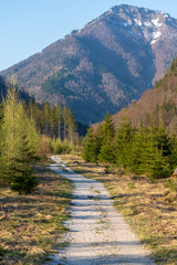 Obraz premium Kleiner Schotterweg durch einen Wald im Almtal