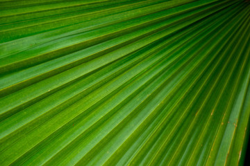 Beautiful Green leave texture background