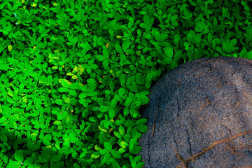 Beautiful Green leave texture background