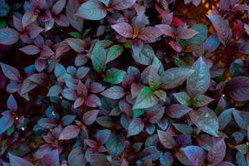 Beautiful purple leaves background