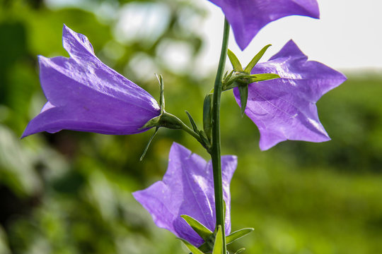 Wild flower - lilac bell in the backlight of the bright sun