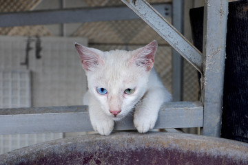 Cute white cat with different colored eyes (heterocromatic eyes)