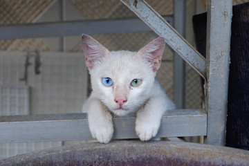 Cute white cat with different colored eyes (heterocromatic eyes)