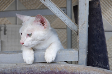 Cute white cat with different colored eyes (heterocromatic eyes)