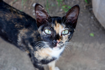 Close up striped cat face on the street 