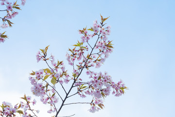Cherry blossom in spring for background or copy space for text