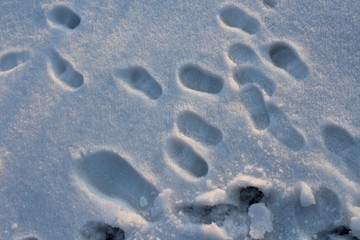 footprints in the snow
