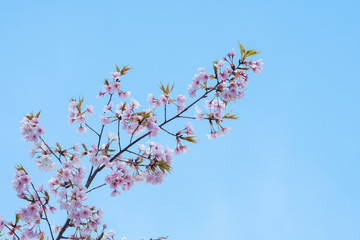Cherry blossom in spring for background or copy space for text
