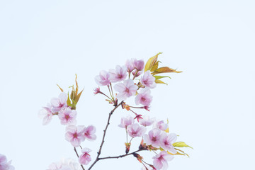 Cherry blossom in spring for background or copy space for text