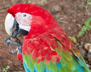 Scarlet Macaw Parrot, the largest parrots in the world