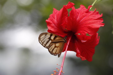 butterfly taking nectar from a flower.