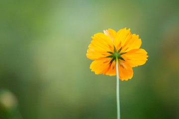 single yellow flower