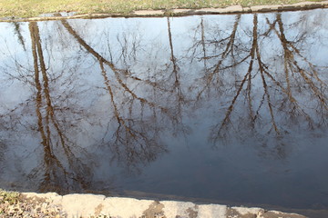 reflection of trees in water