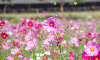 flowers in the garden