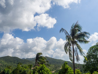 Fototapeta na wymiar Against the blue sky and multi-colored clouds, crowns of tropical trees. Koh Phangan. Thailand