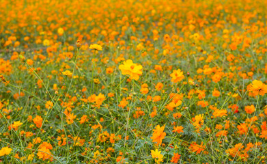field of yellow flowers