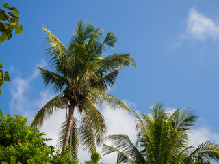 Against the blue sky and multi-colored clouds, crowns of tropical trees. Koh Phangan. Thailand