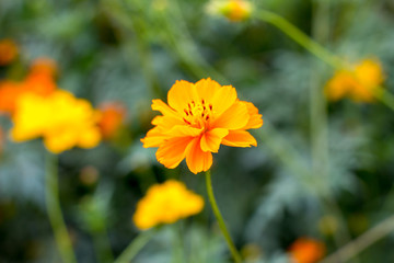 yellow flowers in the garden