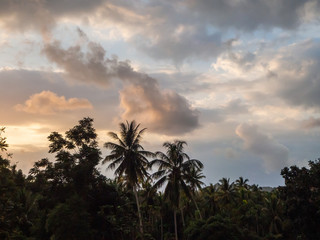 Silhouettes of trees against the blue sky and multi-colored clouds. Koh Phangan. Thailand.