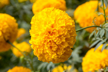 yellow flowers in the garden