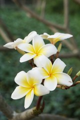 white plumeria flower in nature garden