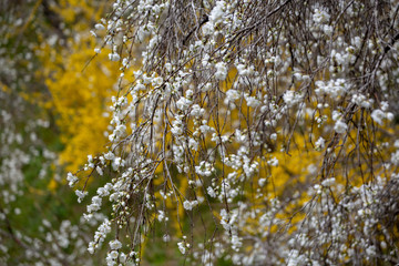 上中のしだれ桃