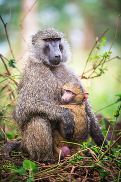 Baboon mother and baby in Lake Nakuru, Kenya