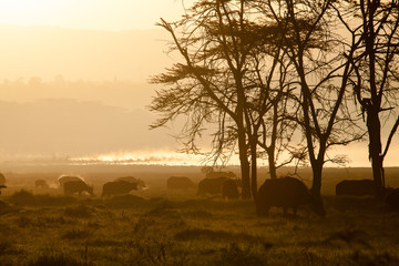 Herd of Cape Buffalo graze in the early morning light at Lake Nakuru, Kenya