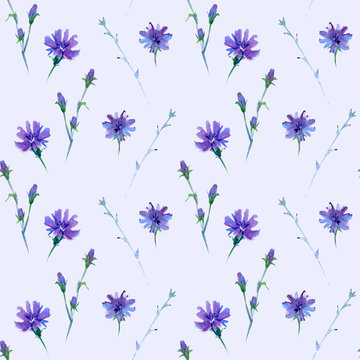 seamless watercolor pattern in light tints with chicory flower, wild plant