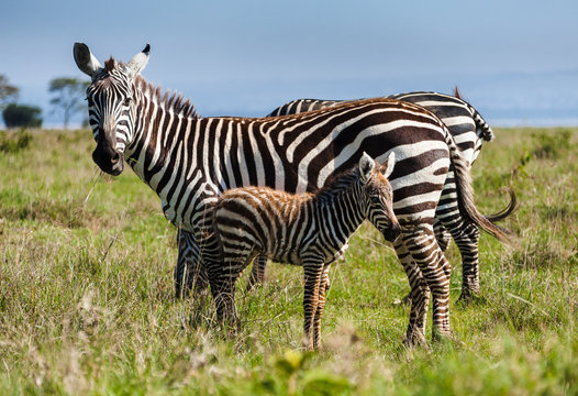 Mother and baby Grant's Zebra at Lake Nakuru, Kenya