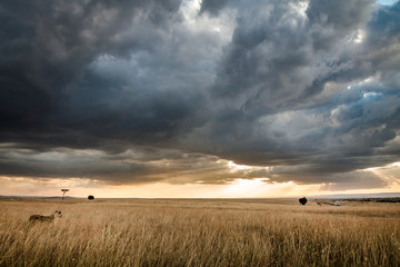 Lions watch a safari vehicle drive by under a dramatic Massai Mara sky, Kenya