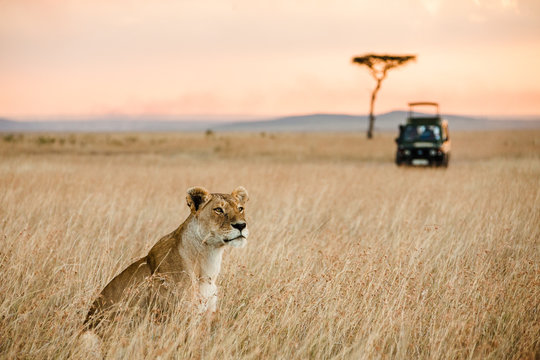 Fototapeta Lioness sitting in savannah, Masai Mara, Kenya