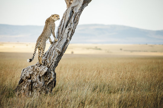 Young male cheetah looks out from tree in Massai Mara, Kenya
