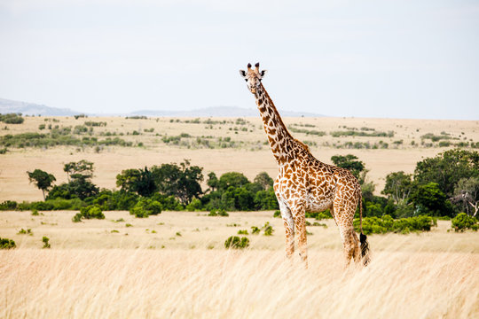 Fototapeta A Masai Giraffe on the iconic grasslands of Massai Mara, Kenya