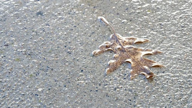 Water drops dripping on dead oak leaf on concrete sidewalk.