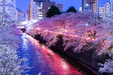 目黒川の夜の桜