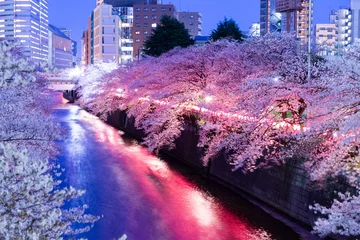 Fotobehang 目黒川の夜の桜 © maru54