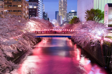 目黒川の夜の桜