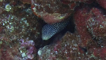White Mouthed Eel