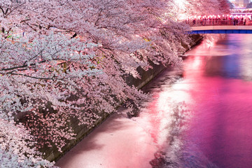 目黒川の夜の桜