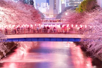 Zelfklevend Fotobehang 目黒川の夜の桜 © maru54