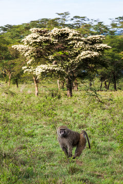 Lone Male Olive Baboon in grasslands of Lake Nakuru, Kenya
